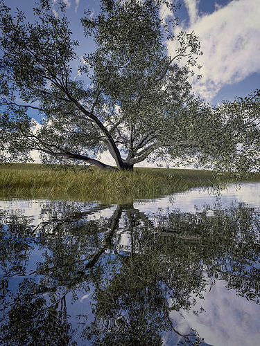 Live Oak - Variation D 3D model
