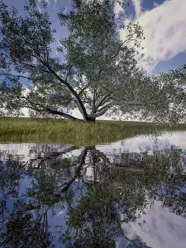 Live Oak - Variation D 3D model