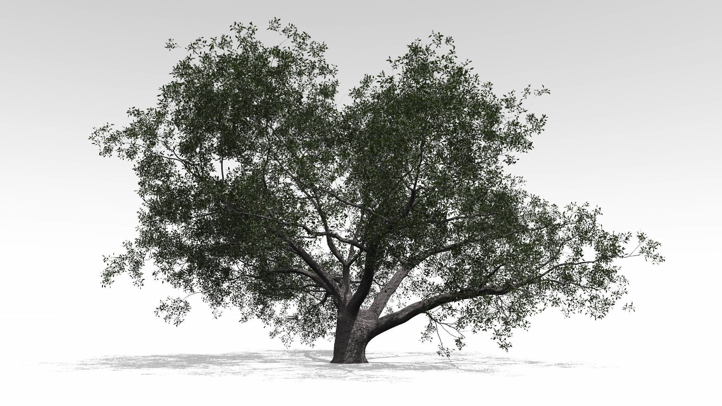 Live Oak - Variation D 3D model_2