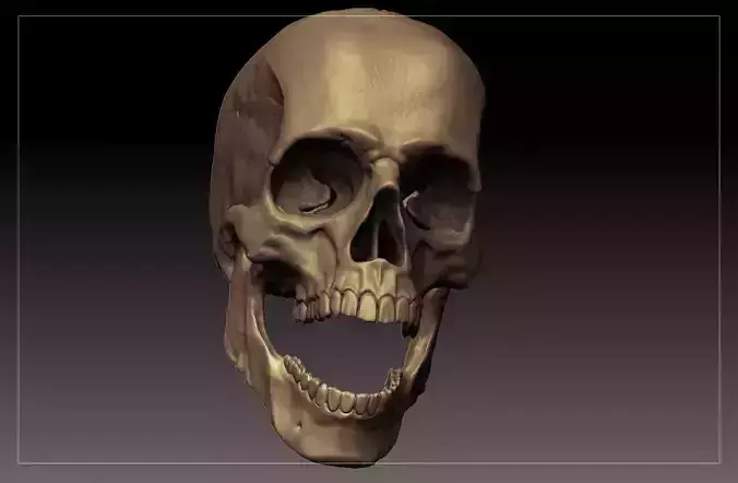 Skull Scientific