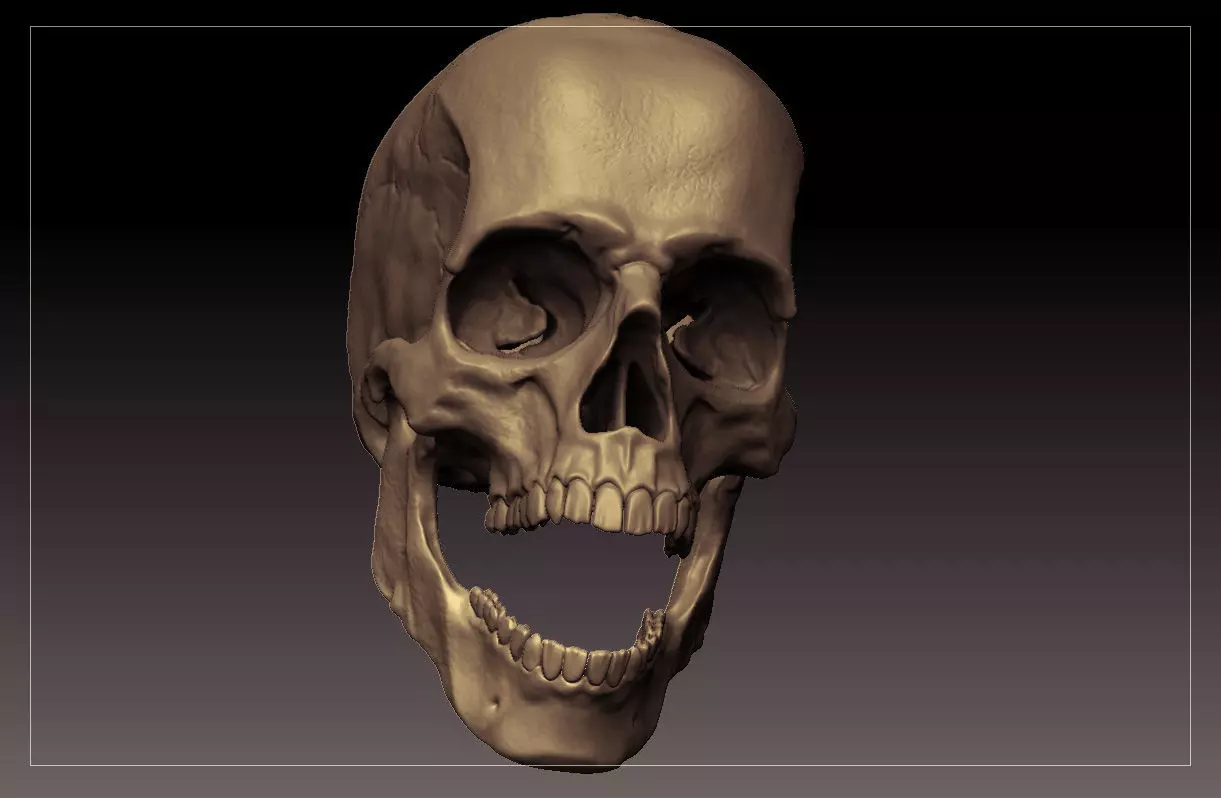 Skull Scientific 3D model