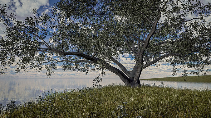 Live Oak - Variation E 3D model