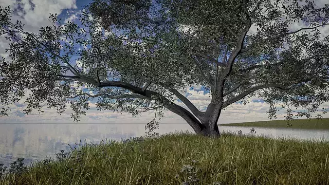 Live Oak - Variation E 3D model