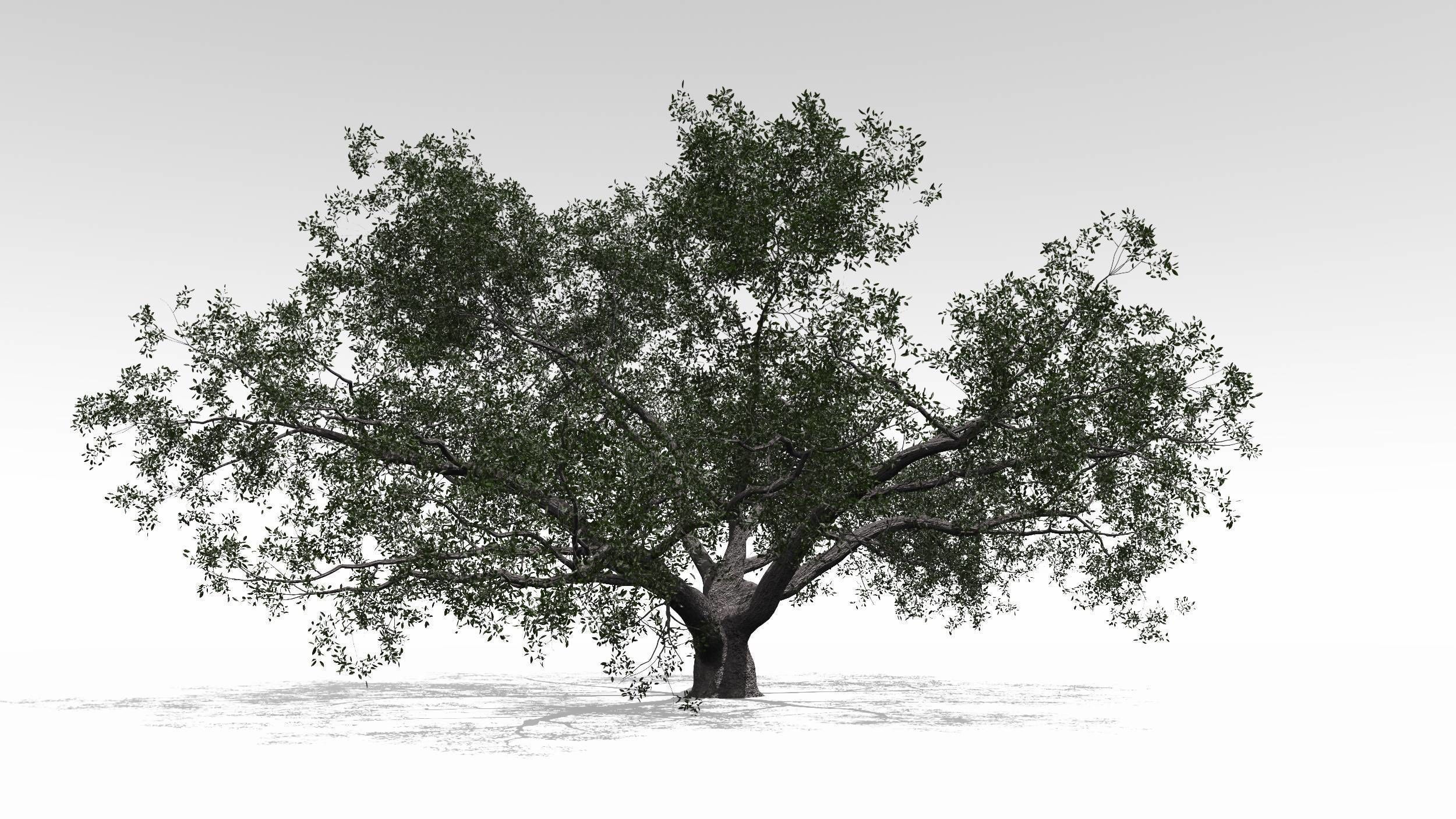 Live Oak - Variation F 3D model_1