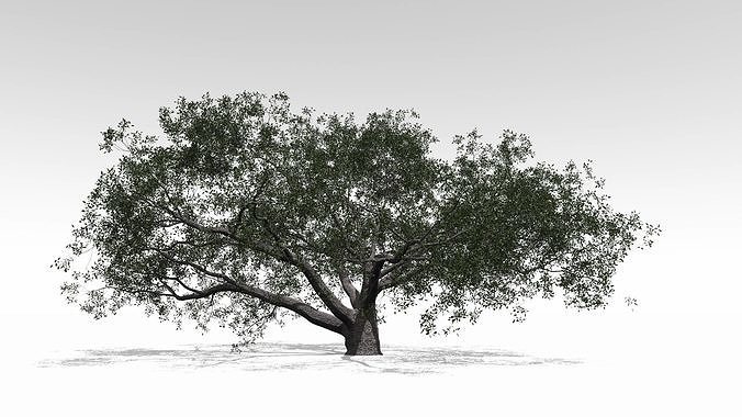 Live  Oak - Variation F 3D model