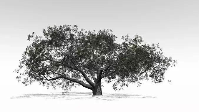 Live  Oak - Variation F 3D model