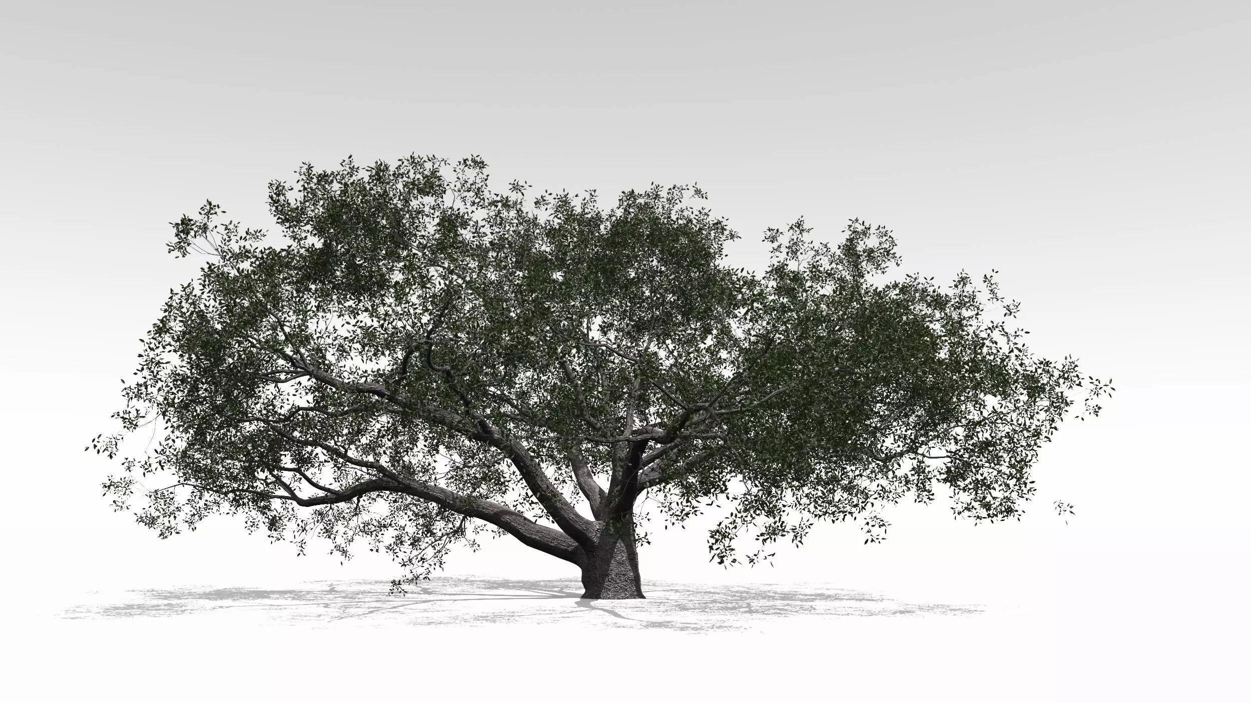 Live Oak - Variation F 3D model_0
