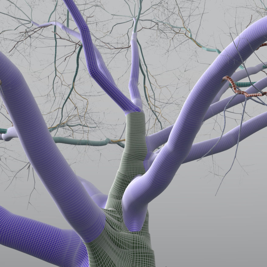 Live Oak - Variation F 3D model_4