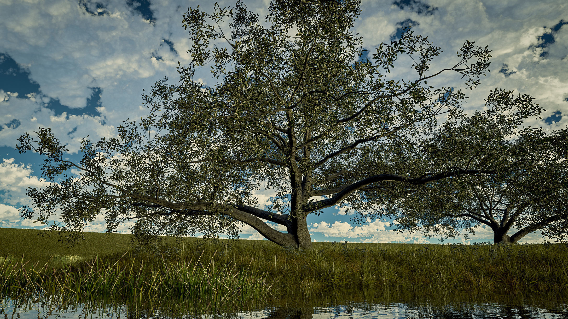 Live Oak - Variation F 3D model_2