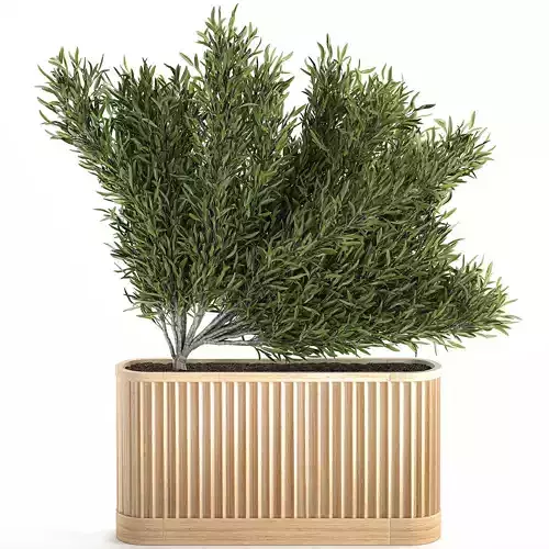 Decorative tree in a bamboo flowerpots 800