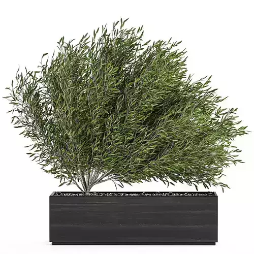 Decorative tree in a black flowerpots 801 3D model