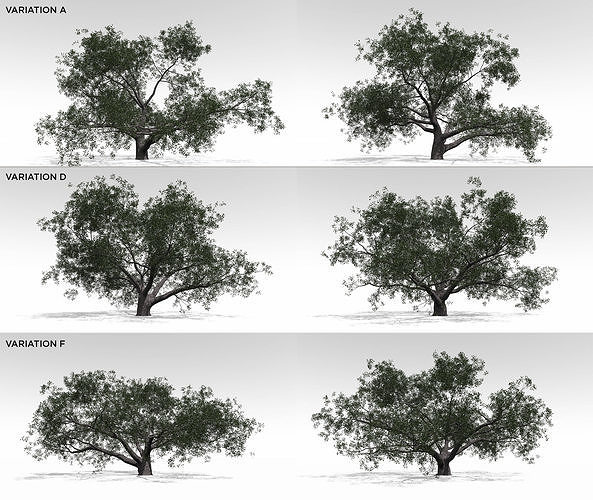 Live Oak Multi-Pack 3D model