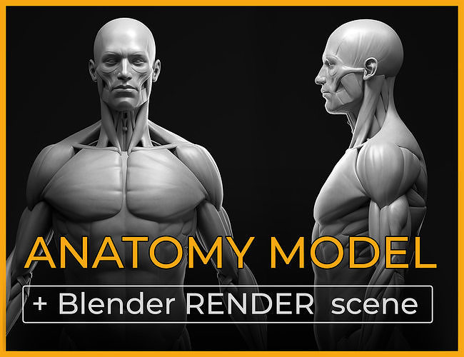 Anatomy male ecorche - Blender RENDER scene 3D model