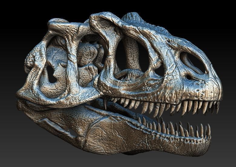 Allosaurus Skull 3D model_1