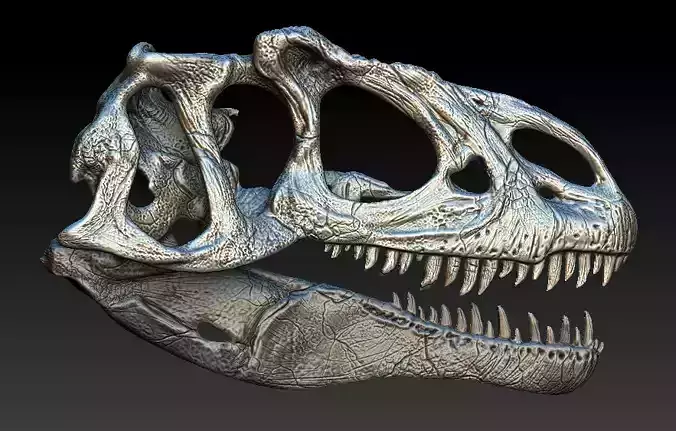 Allosaurus Skull