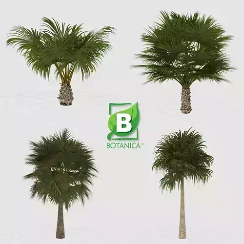 Palm Tree - Chinese Fan Palm - Livistona Chinensis 3D model