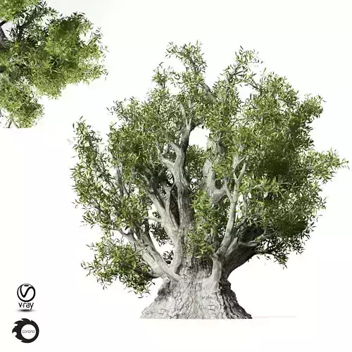 olive Tree 330 3D model