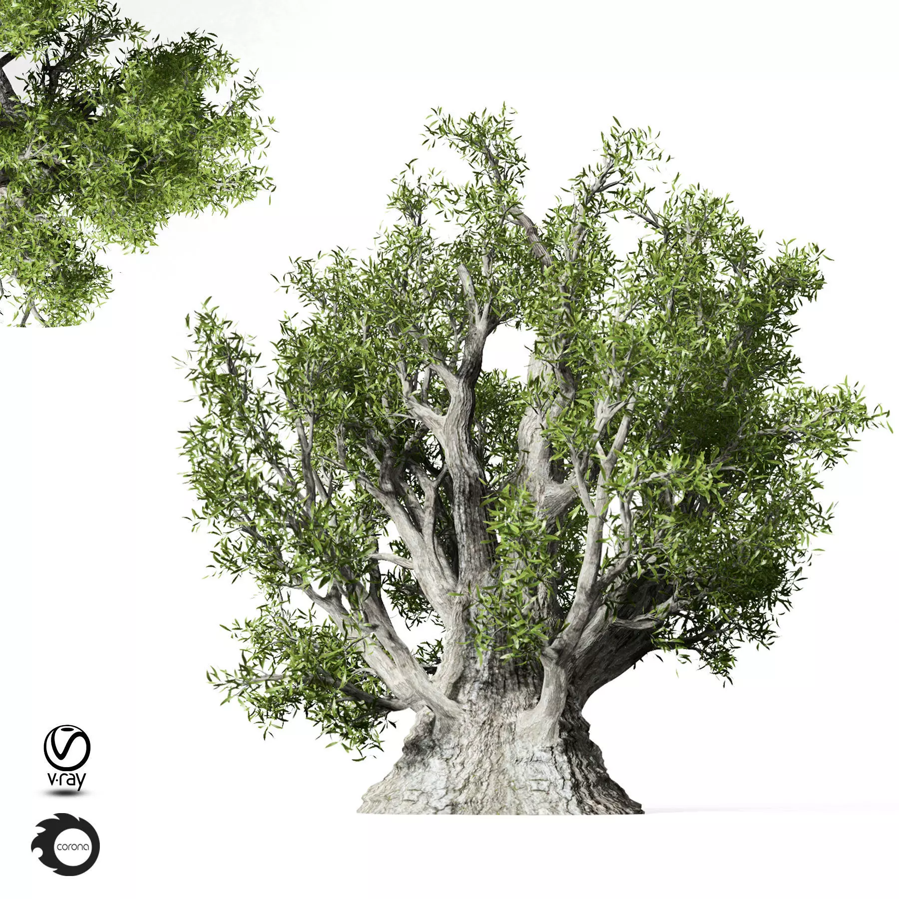 olive Tree 330 3D model