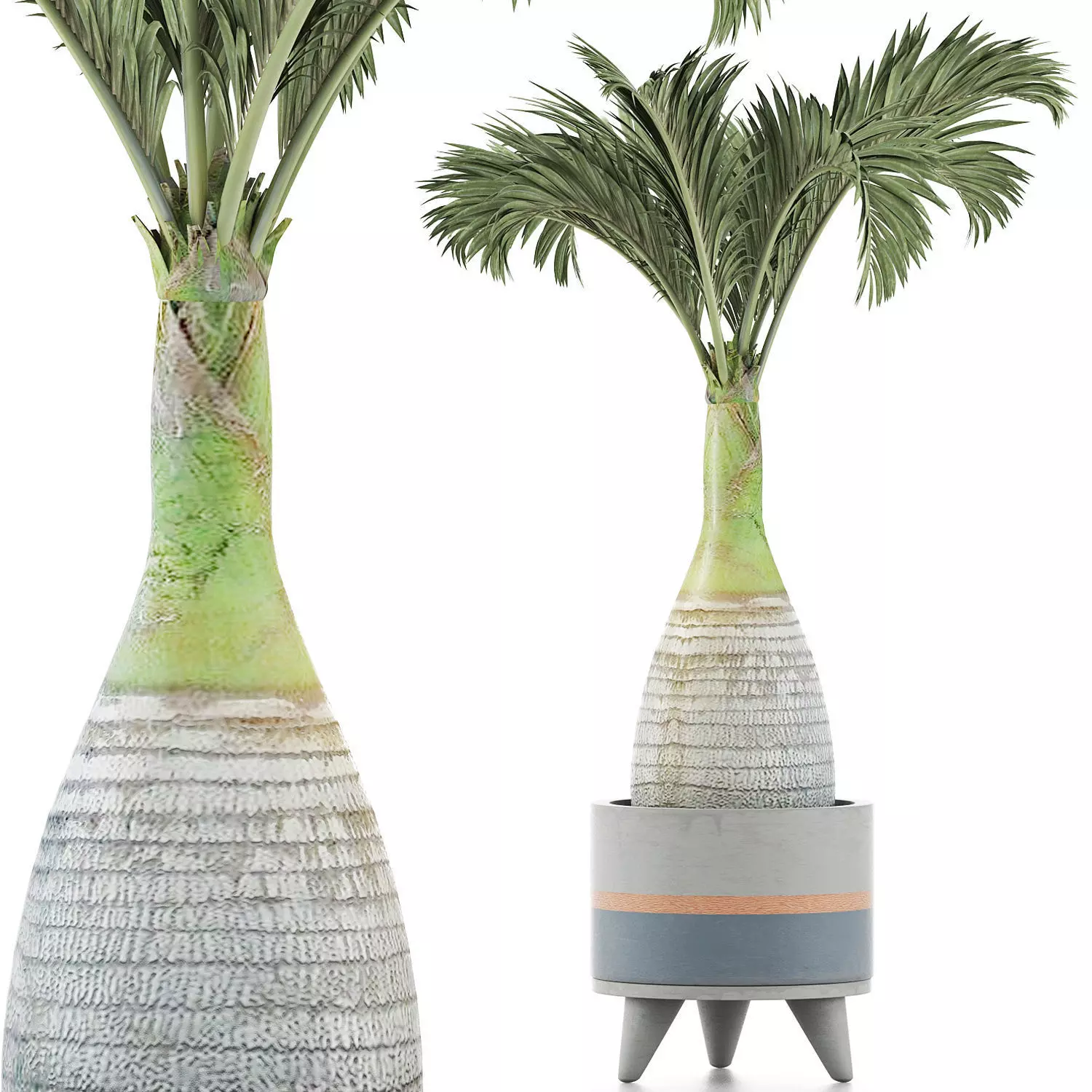 Plants Collection 131 Big Palm 3D model