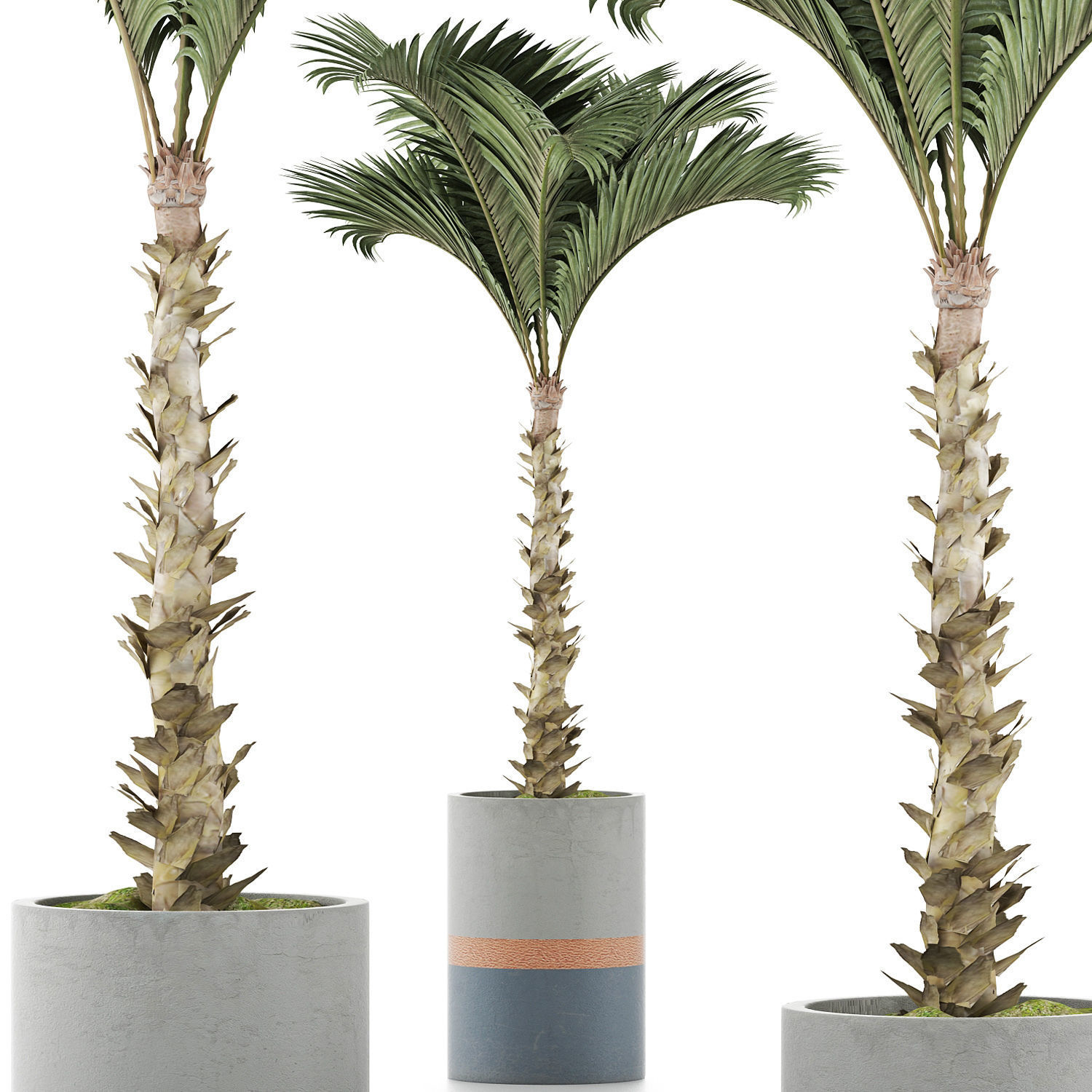 Plants Collection 132 Large Palm 3D model