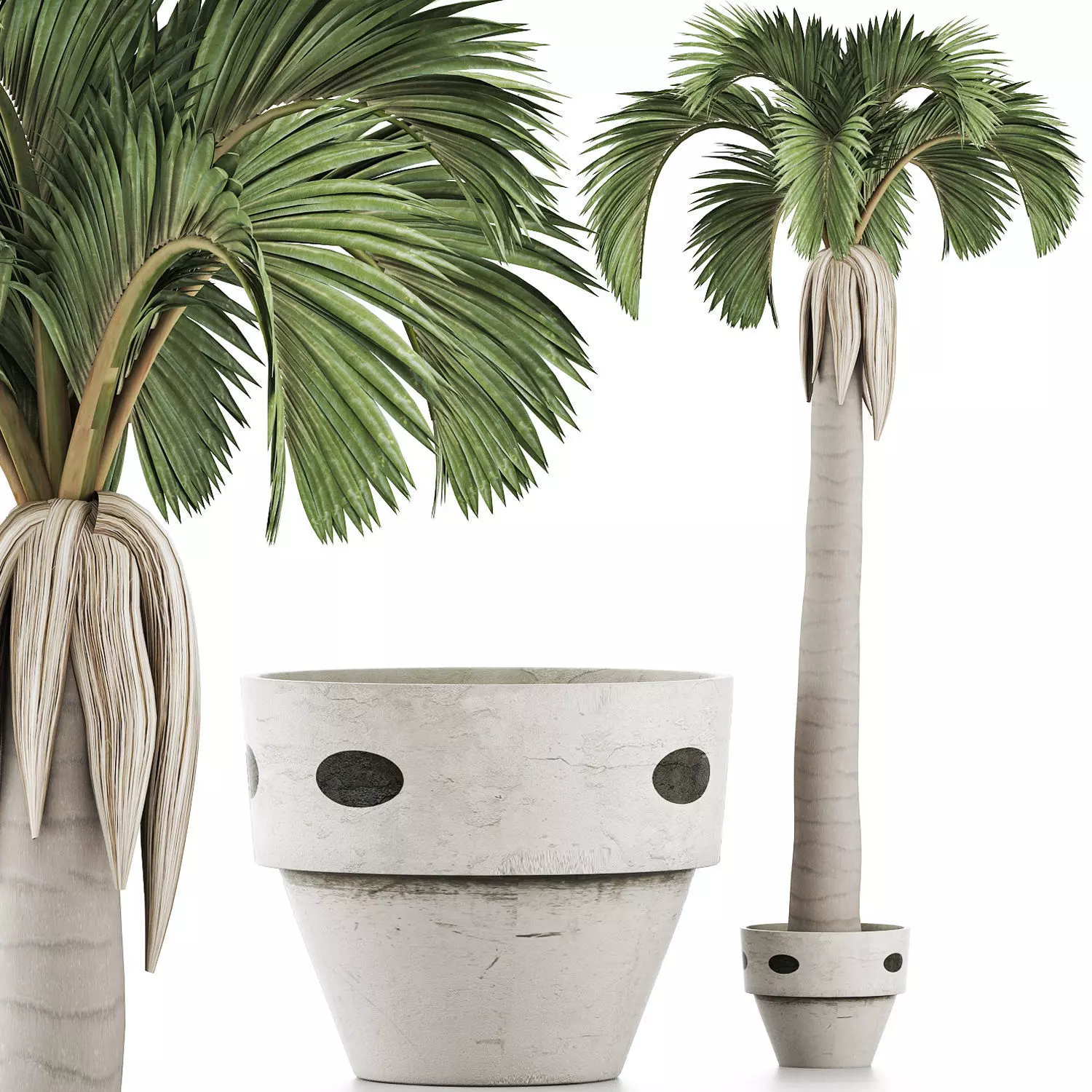 Plants Collection 133 Big Palm 3D model