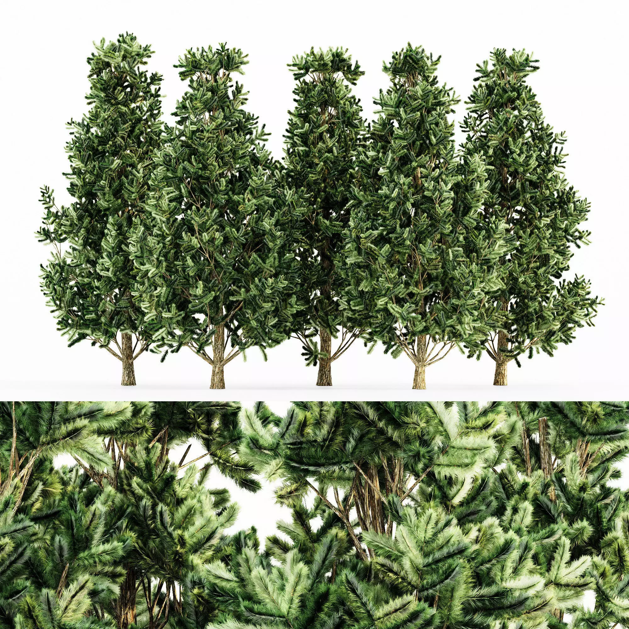 Christmas Scots Pine tree collection 5 trees in the scene Free 3D model
