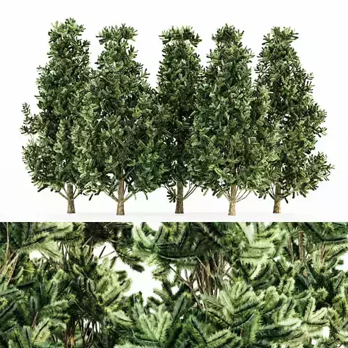 Christmas Scots Pine tree collection 5 trees in the scene Free 3D model