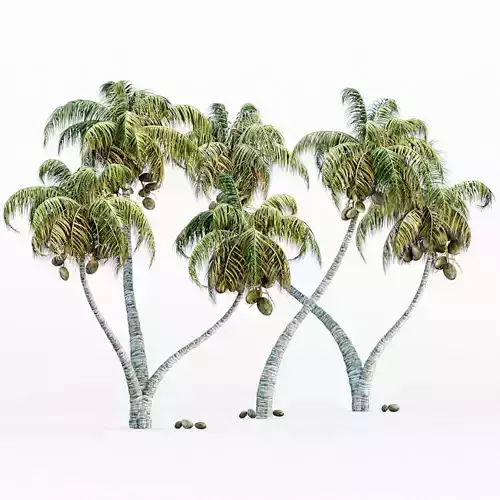Coconut Palm tree collection 5 trees in the scene