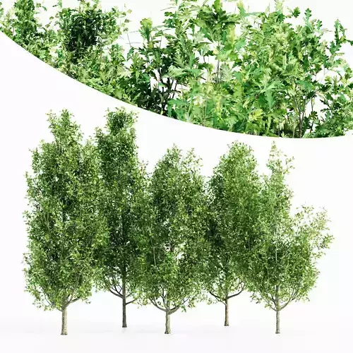 Cypress Oak tree collection 5 trees in the scene