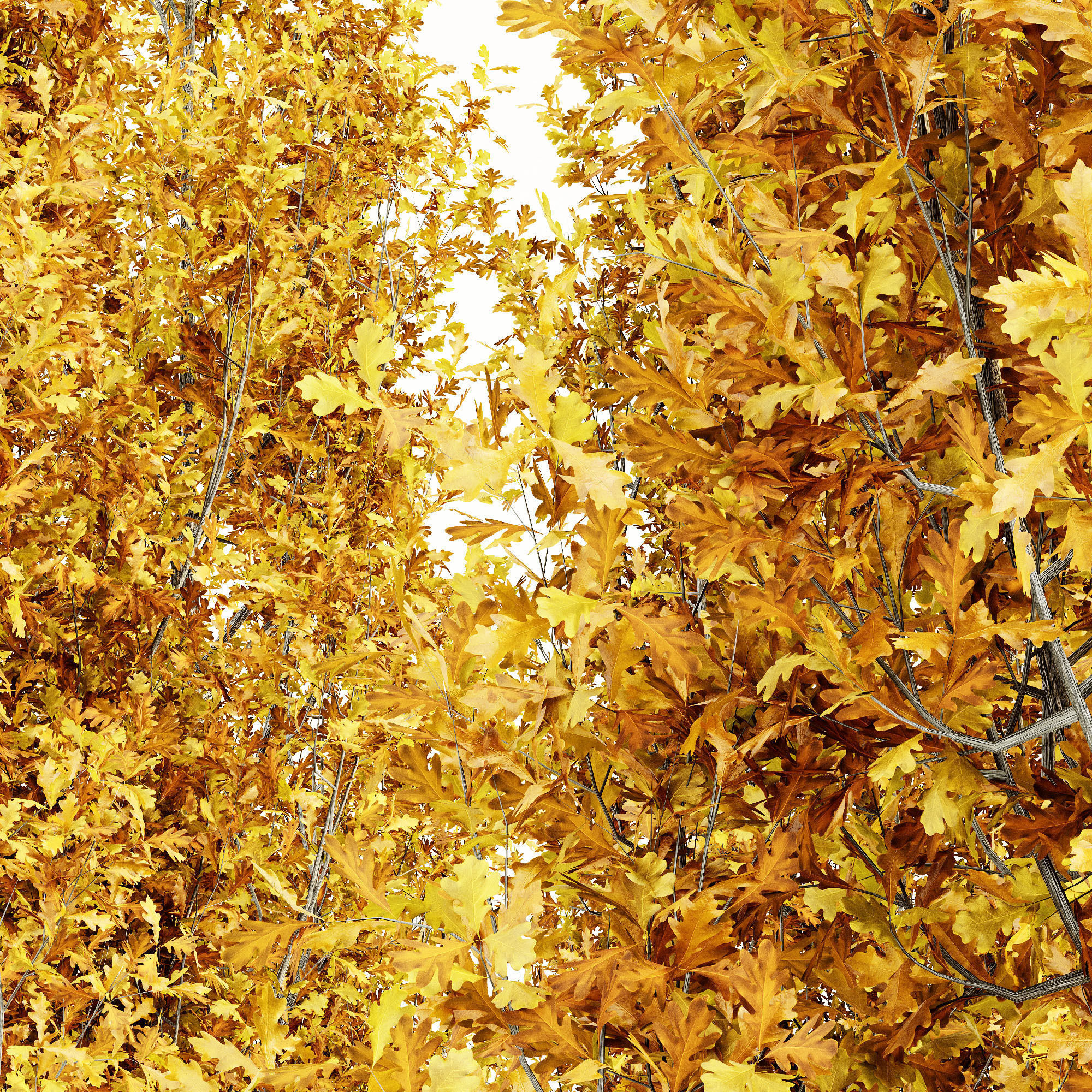 Cypress Oak Fall tree collection 5 trees in the scene 3D model_3