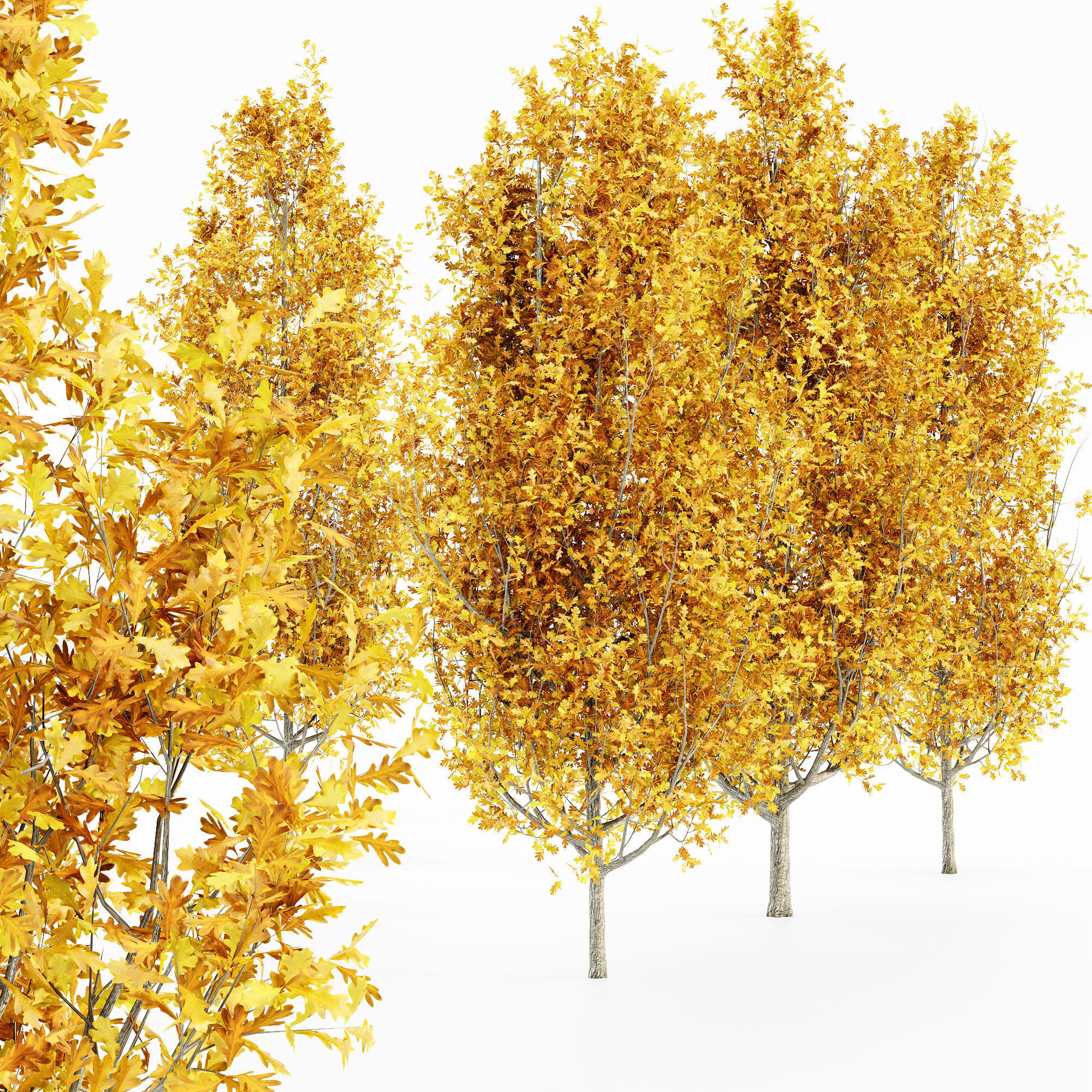 Cypress Oak Fall tree collection 5 trees in the scene 3D model_1