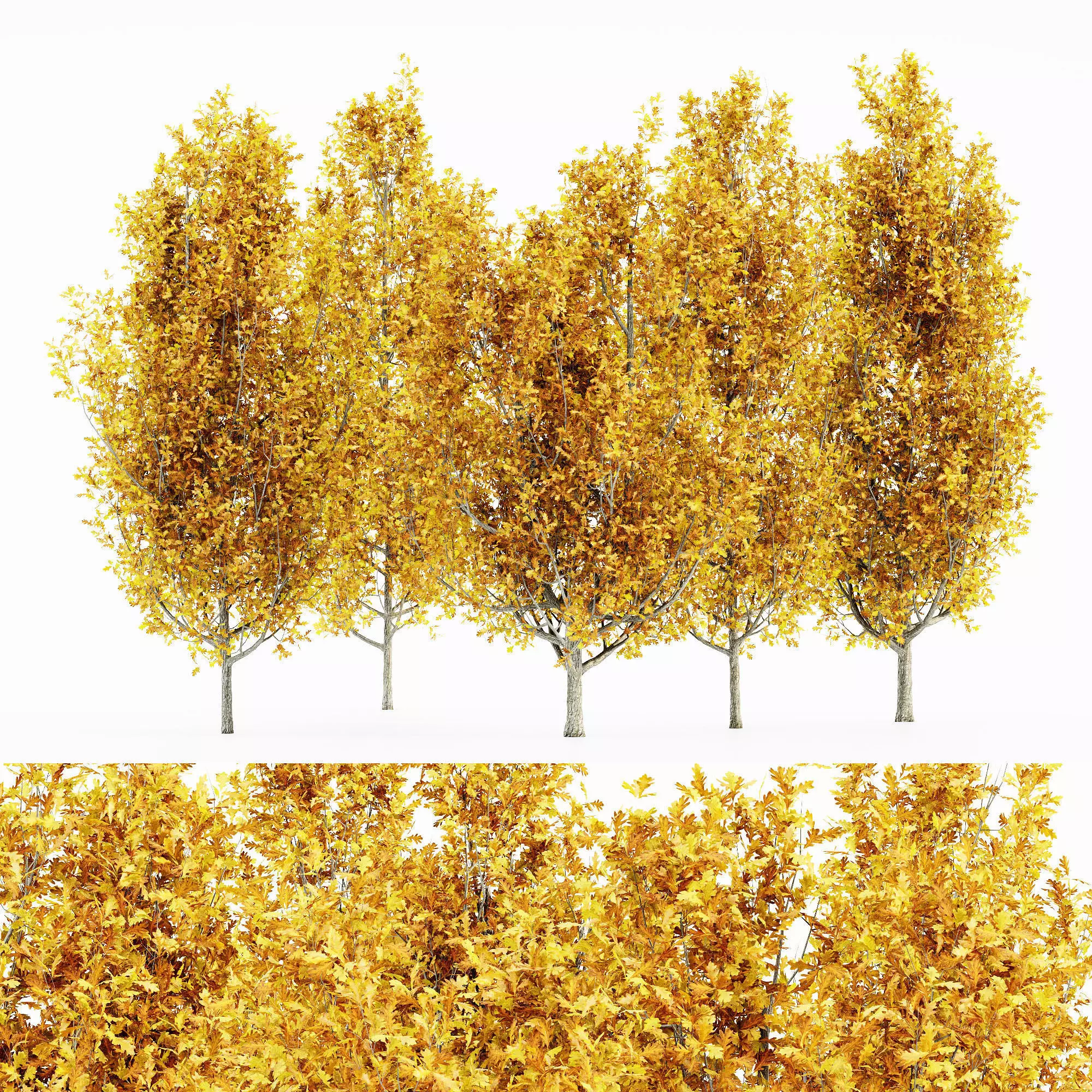 Cypress Oak Fall tree collection 5 trees in the scene 3D model_0