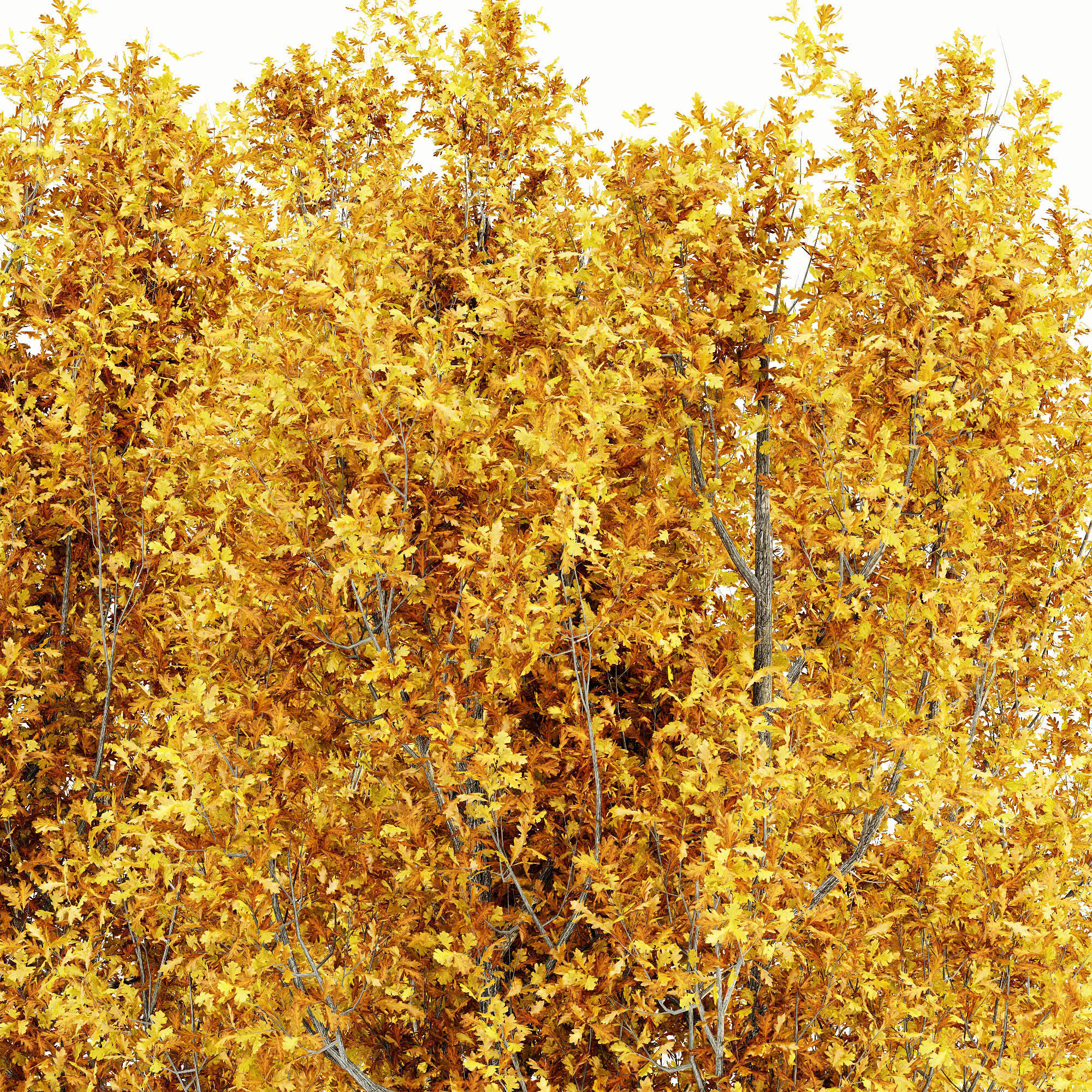 Cypress Oak Fall tree collection 5 trees in the scene 3D model_2