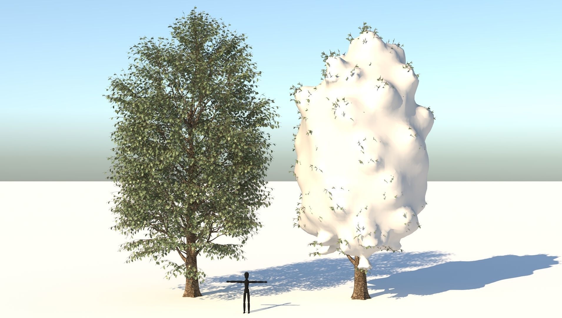 Season Carolina Poplar Tree 3D model_1