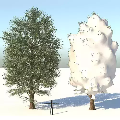  Season Carolina Poplar Tree 3D model