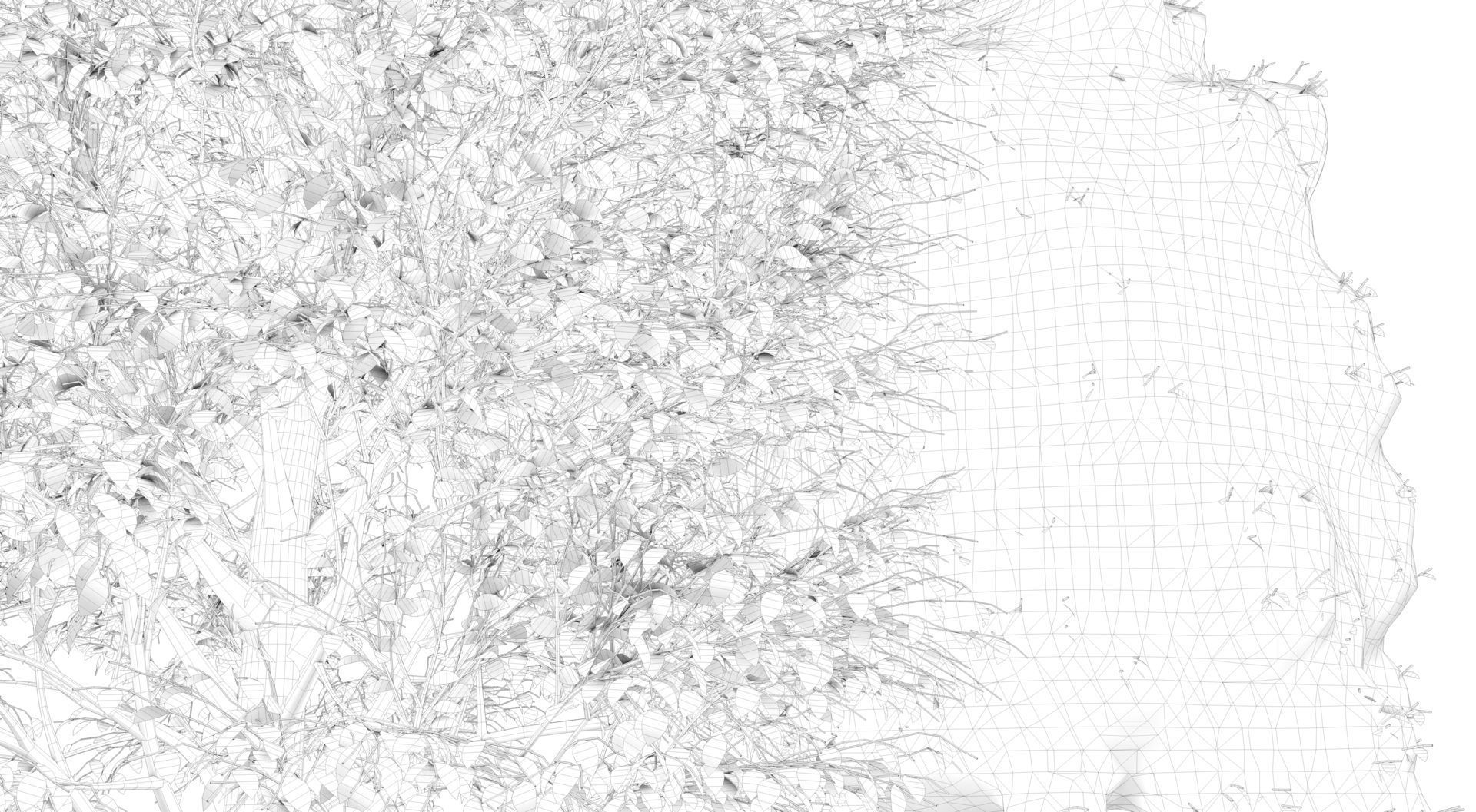 Season Carolina Poplar Tree 3D model_14