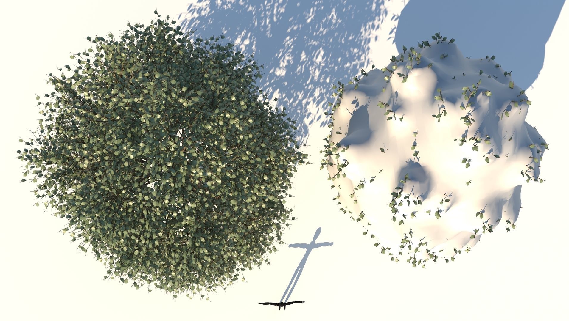 Season Carolina Poplar Tree 3D model_4