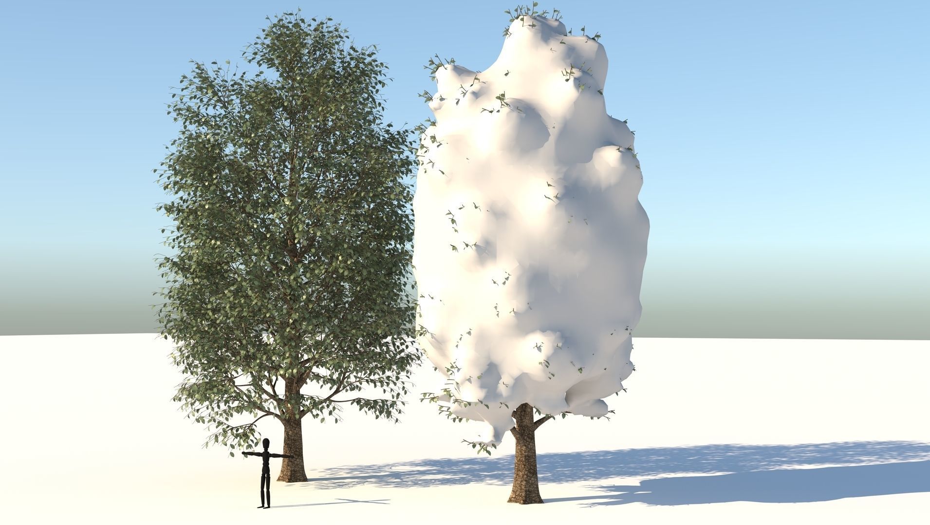 Season Carolina Poplar Tree 3D model_2