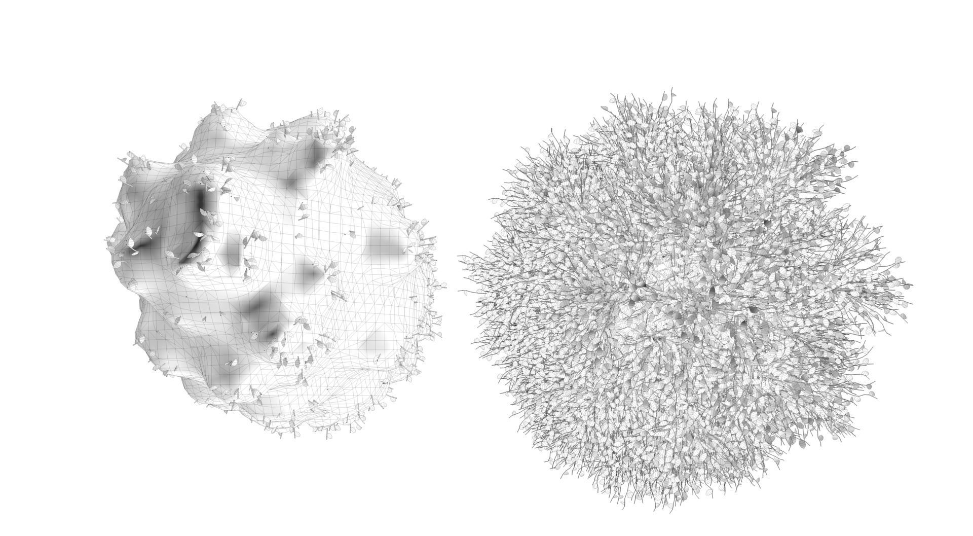 Season Carolina Poplar Tree 3D model_15