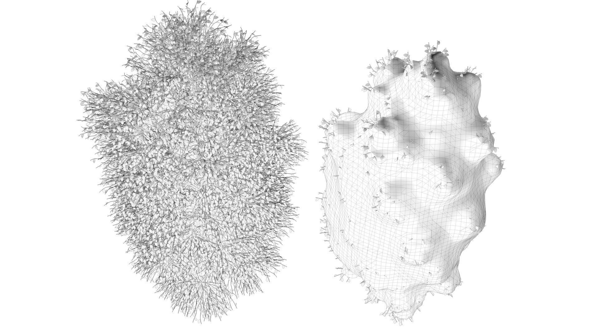 Season Carolina Poplar Tree 3D model_11