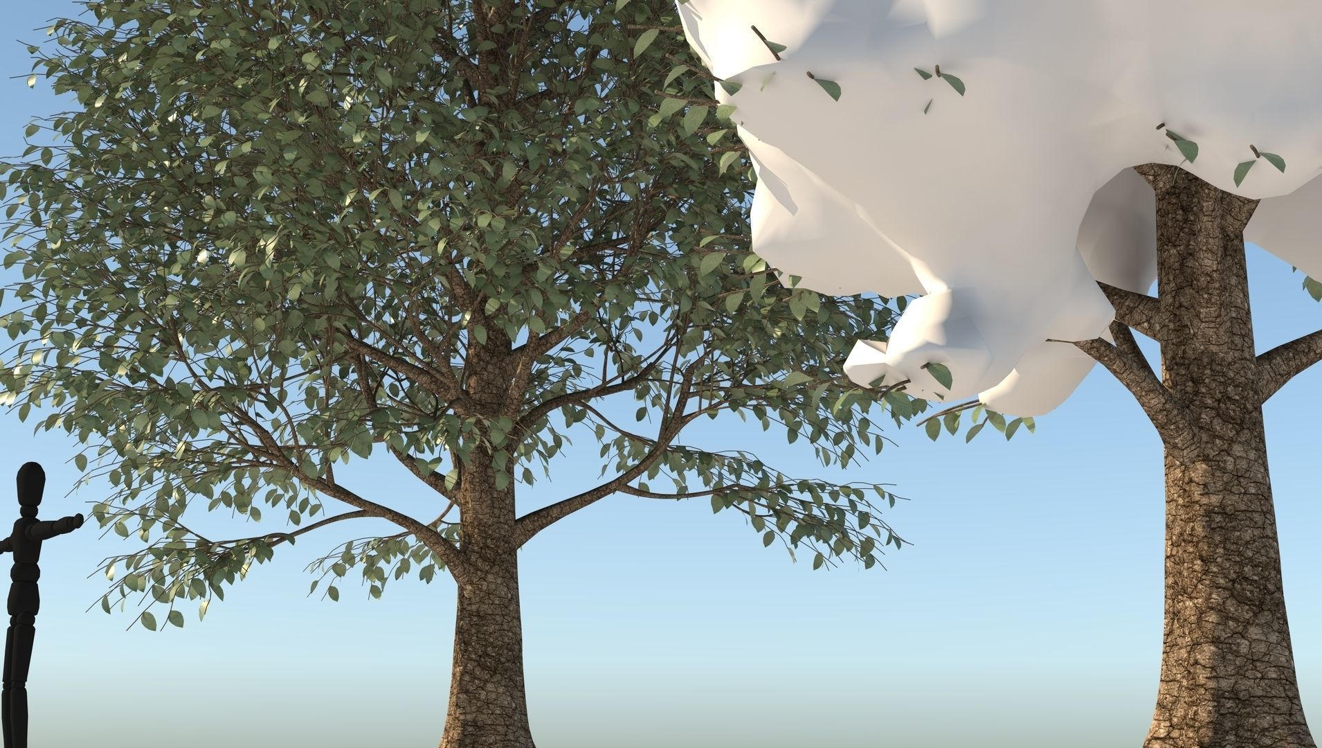 Season Carolina Poplar Tree 3D model_9