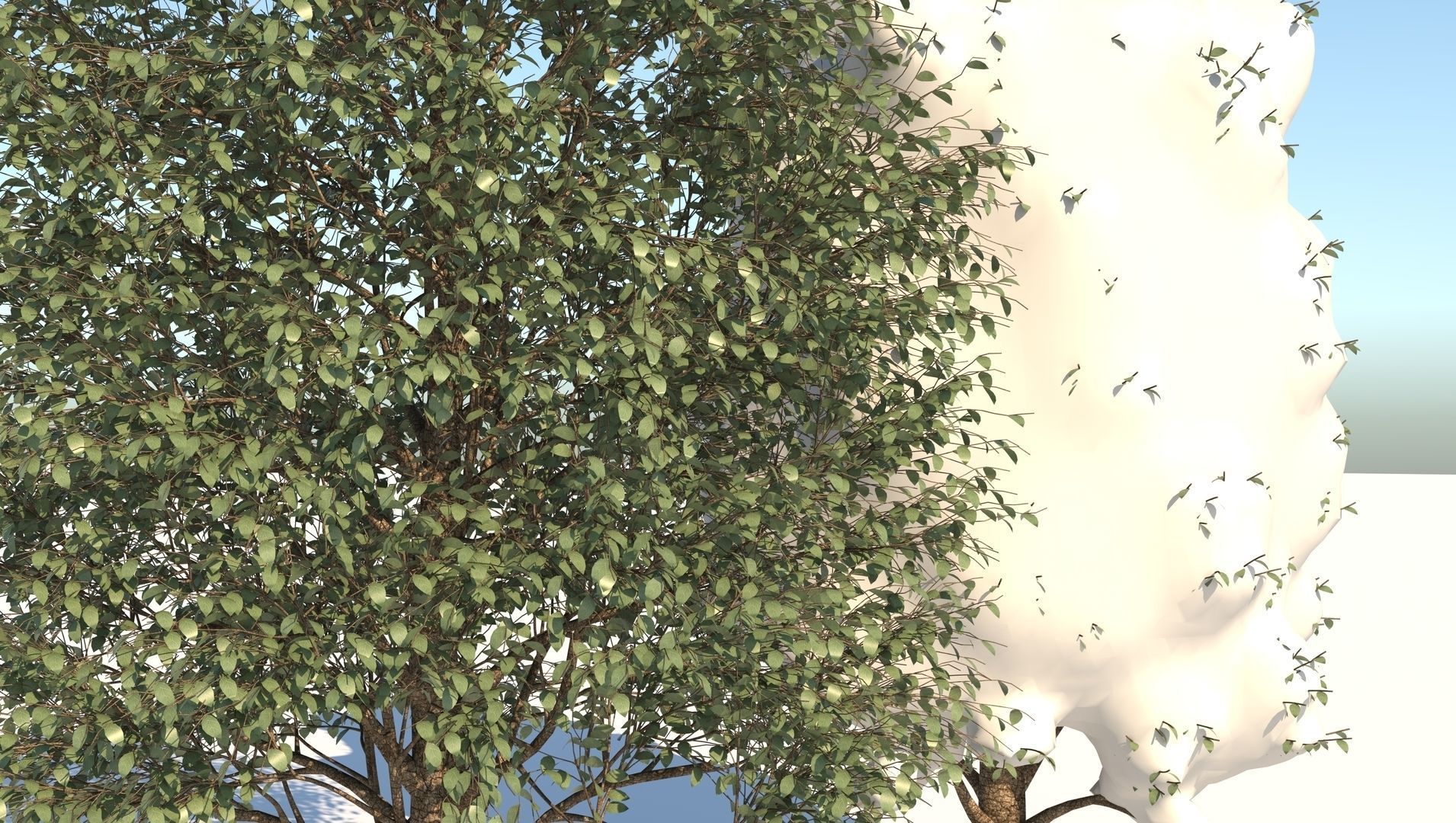 Season Carolina Poplar Tree 3D model_6