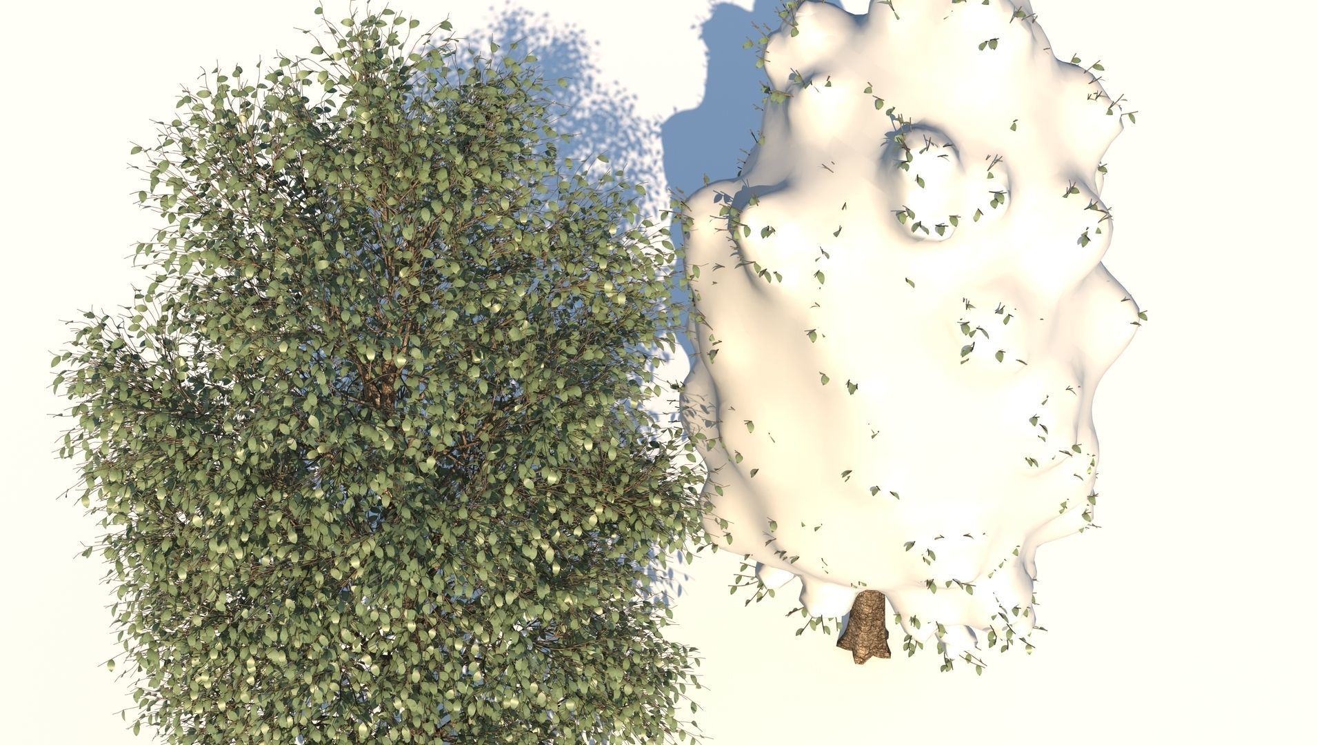 Season Carolina Poplar Tree 3D model_5