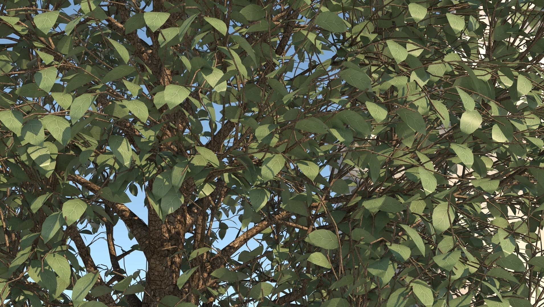 Season Carolina Poplar Tree 3D model_8