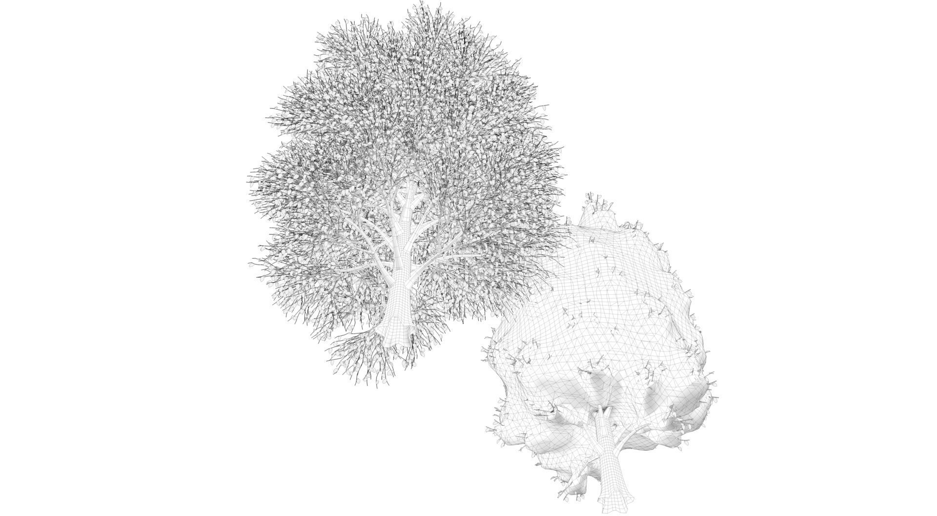 Season Carolina Poplar Tree 3D model_12