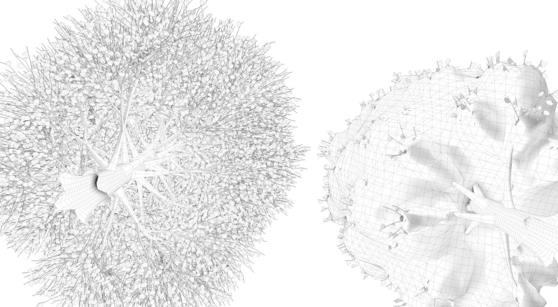 Season Carolina Poplar Tree 3D model_13