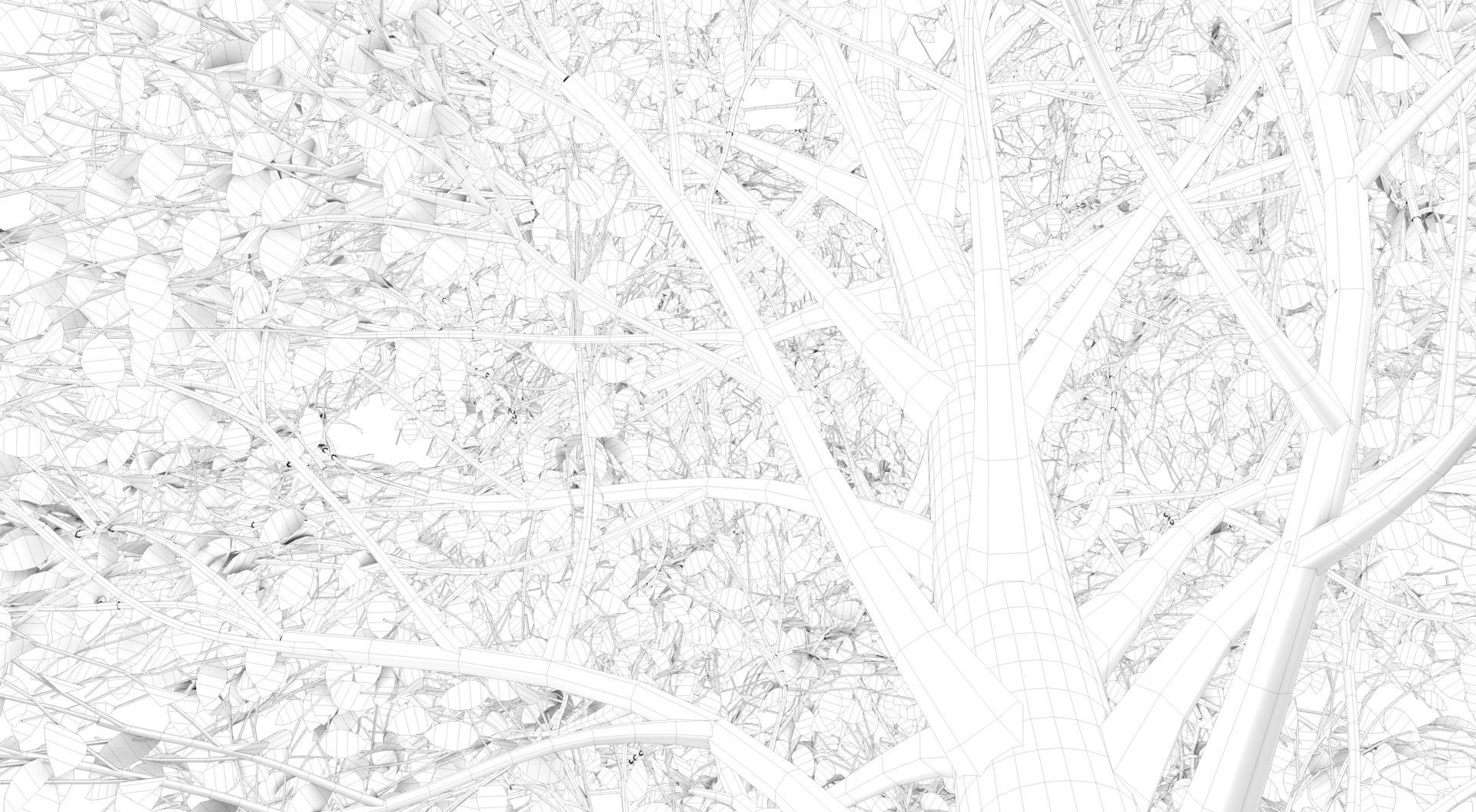 Season Carolina Poplar Tree 3D model_16