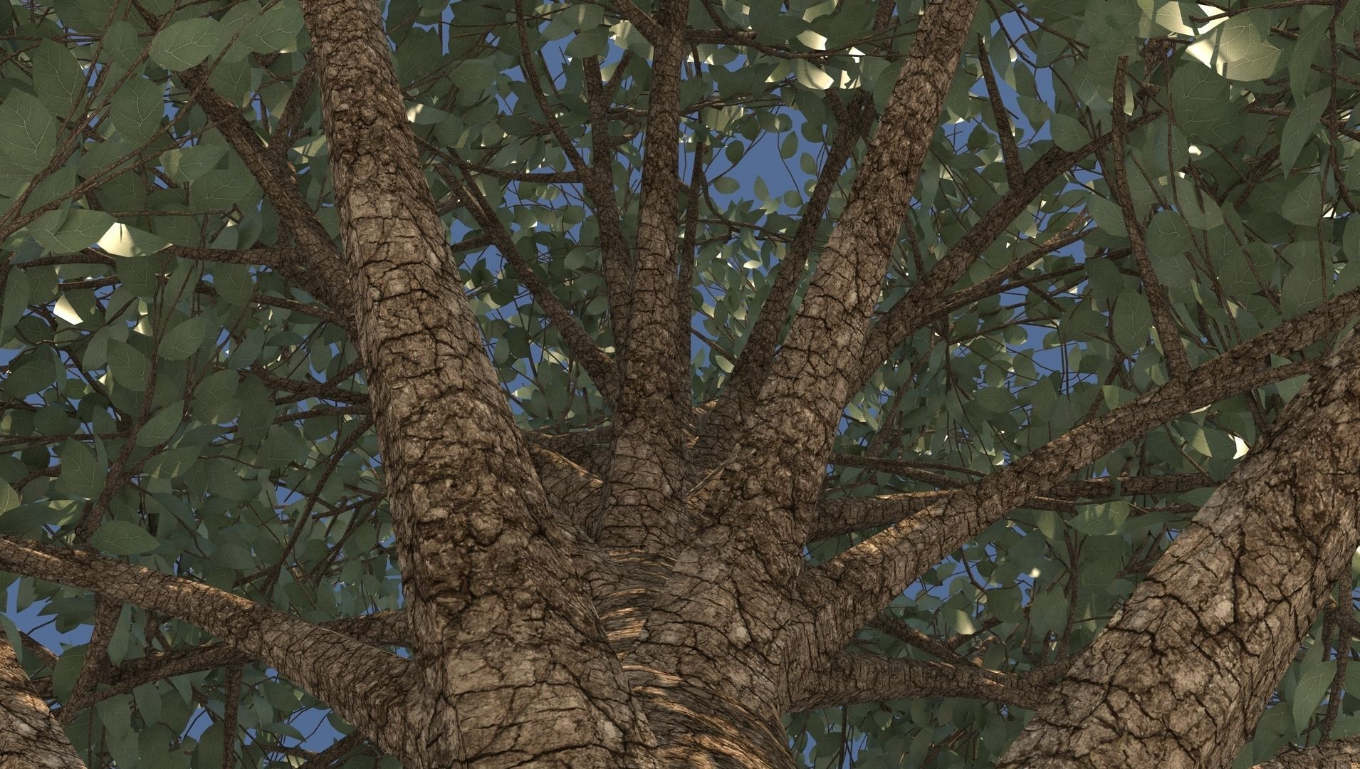 Season Carolina Poplar Tree 3D model_7