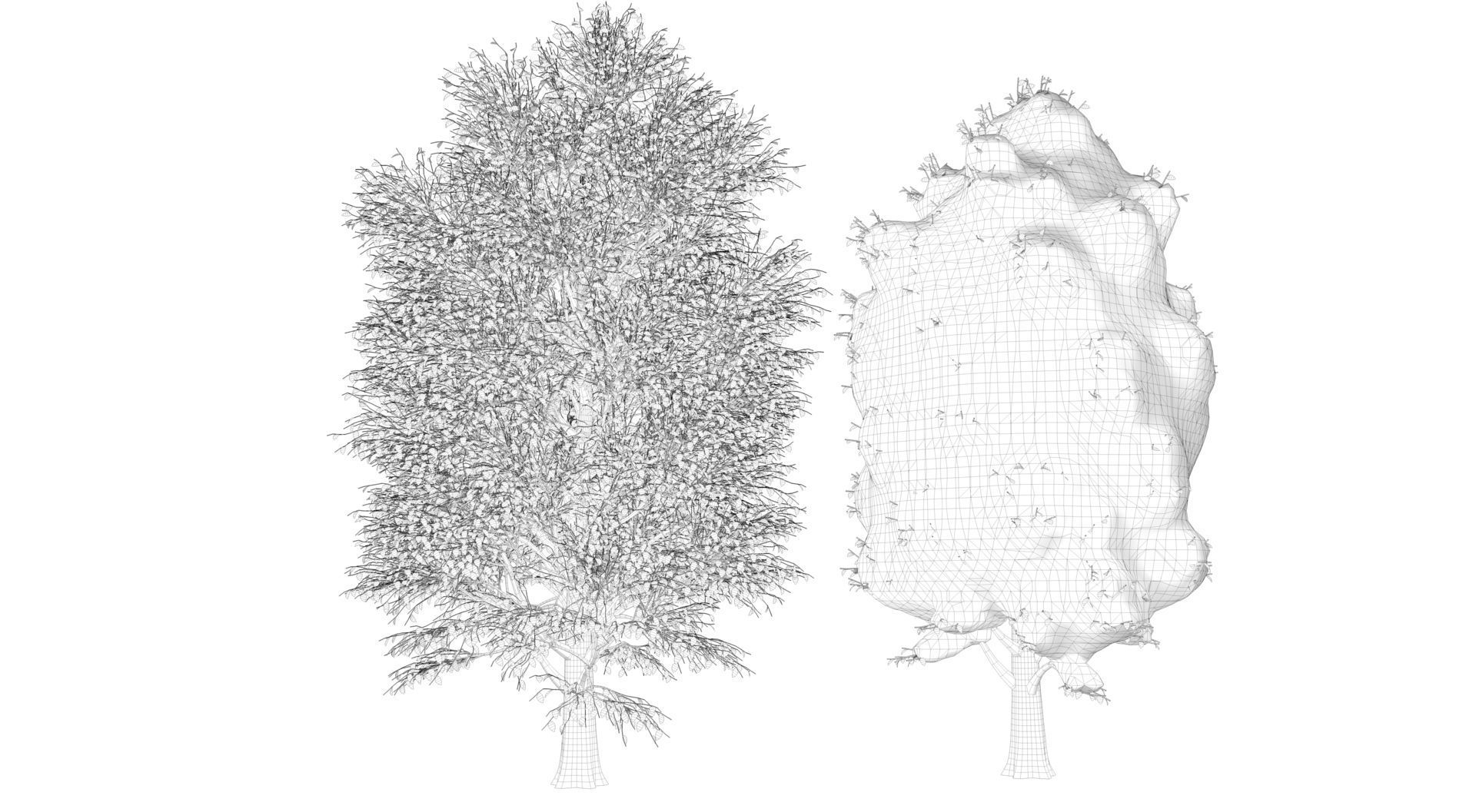 Season Carolina Poplar Tree 3D model_10