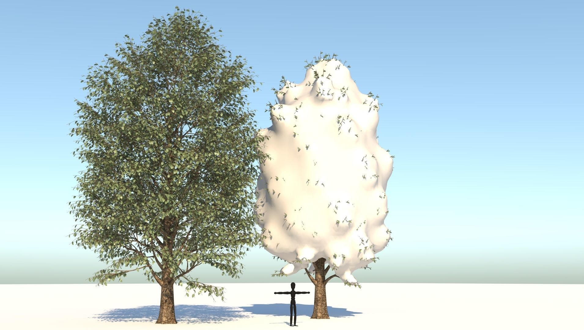 Season Carolina Poplar Tree 3D model_3